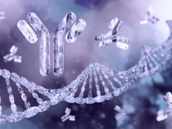 Conjugated antibodies